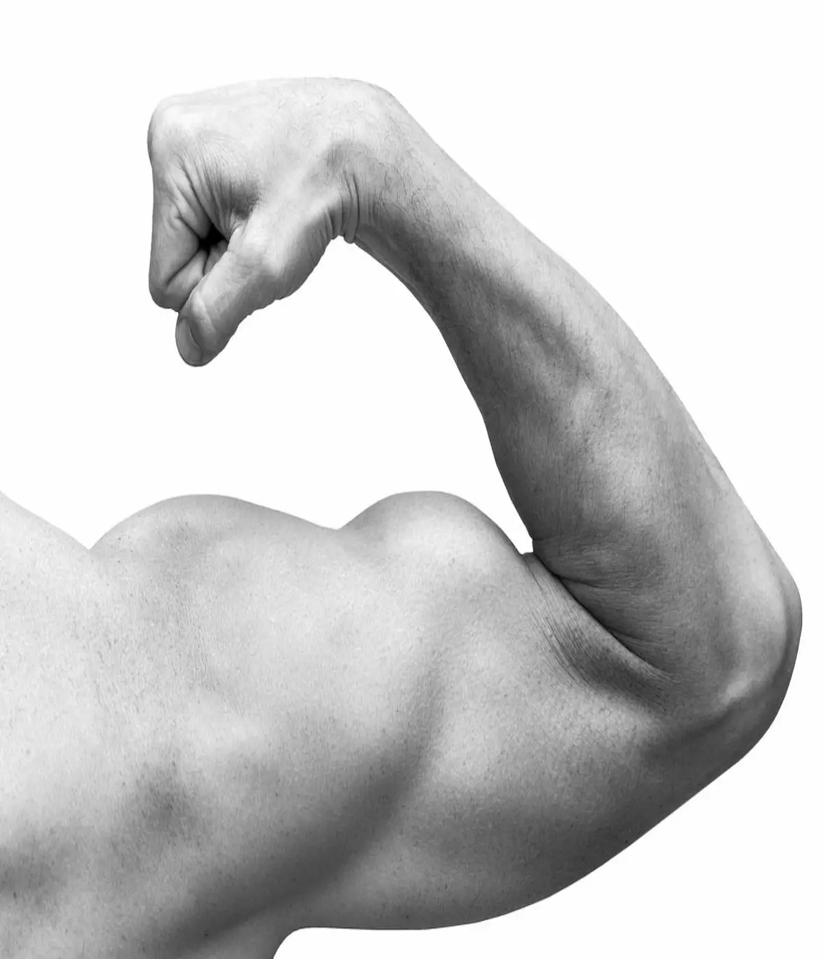 Forearm muscle illustration accompanying the creatine article