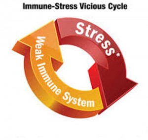 stress-imune-system